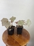Begônia Olympic Queen – Mini Plantas na internet