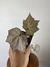 Begônia Olympic Queen – Mini Plantas - comprar online