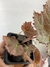Imagem do Begônia Olympic Queen – Mini Plantas