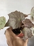 Begônia Olympic Queen – Mini Plantas - Eco Garden Plantas Ornamentais