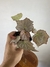 Begônia Olympic Queen – Mini Plantas - loja online