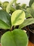 Peperômia Obtusifolia Áurea Variegata - Mini Plantas - loja online
