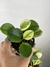 Imagem do Peperômia Obtusifolia Áurea Variegata - Mini Plantas