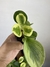 Peperômia Obtusifolia Áurea Variegata - Mini Plantas - loja online