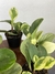 Peperômia Obtusifolia Áurea Variegata - Mini Plantas na internet