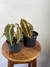 Begônia Listada – Mini Plantas - Eco Garden Plantas Ornamentais