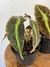 Begônia Listada – Mini Plantas - loja online