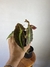 Imagem do Begônia Listada – Mini Plantas