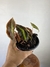 Begônia Listada – Mini Plantas
