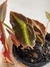 Begônia Listada – Mini Plantas - comprar online