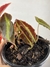 Begônia Listada – Mini Plantas