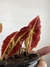 Begônia Listada – Mini Plantas na internet