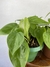 Imagem do Philodendron Hederaceum – Mini Plantas