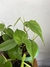 Philodendron Hederaceum – Mini Plantas na internet