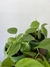 Philodendron Hederaceum – Mini Plantas - Eco Garden Plantas Ornamentais