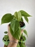 Philodendron Hederaceum – Mini Plantas