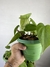 Imagem do Philodendron Hederaceum – Mini Plantas