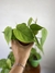 Philodendron Hederaceum – Mini Plantas - loja online