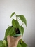 Philodendron Hederaceum – Mini Plantas na internet