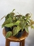 Philodendron Micans – Mini Plantas