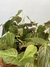Philodendron Micans – Mini Plantas - comprar online