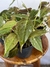 Philodendron Micans – Mini Plantas na internet