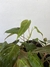 Philodendron Micans – Mini Plantas - Eco Garden Plantas Ornamentais