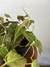 Philodendron Micans – Mini Plantas