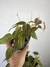 Imagem do Philodendron Micans – Mini Plantas