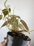 Philodendron Micans – Mini Plantas - loja online