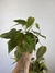 Philodendron Micans – Mini Plantas