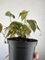 Philodendron Micans – Mini Plantas - loja online