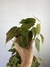 Philodendron Micans – Mini Plantas - Eco Garden Plantas Ornamentais