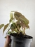 Philodendron Micans – Mini Plantas - comprar online