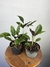 Maranta Franjada – Mini Plantas