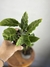 Maranta Franjada – Mini Plantas na internet
