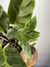 Maranta Franjada – Mini Plantas - loja online