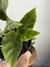 Maranta Franjada – Mini Plantas - Eco Garden Plantas Ornamentais