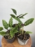 Maranta Franjada – Mini Plantas