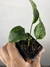 Aglaonema Costatum – Mini Plantas na internet