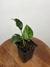 Aglaonema Costatum – Mini Plantas - comprar online