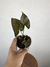 Syngonium Chocolate – Mini Plantas - comprar online
