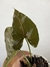 Syngonium Chocolate – Mini Plantas na internet