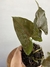 Syngonium Chocolate – Mini Plantas - Eco Garden Plantas Ornamentais