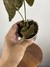 Syngonium Chocolate – Mini Plantas - loja online