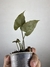 Imagem do Syngonium Chocolate – Mini Plantas