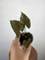 Syngonium Chocolate – Mini Plantas - comprar online