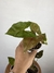 Syngonium Chocolate – Mini Plantas na internet