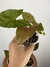 Syngonium Chocolate – Mini Plantas - Eco Garden Plantas Ornamentais