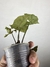 Syngonium Chocolate – Mini Plantas - loja online